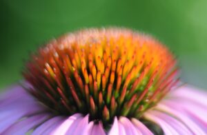Echinacea, Sonnenhut, Heilpflanze, Heilkraut, Blüte, Blume, Arznei, Naturheilkunde, Phytopharmaka