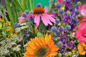 Echinacea, Sonnenhut, Heilpflanze, Heilkraut, Blüte, Blume, Arznei, Naturheilkunde, Phytopharmaka, blumenwiese