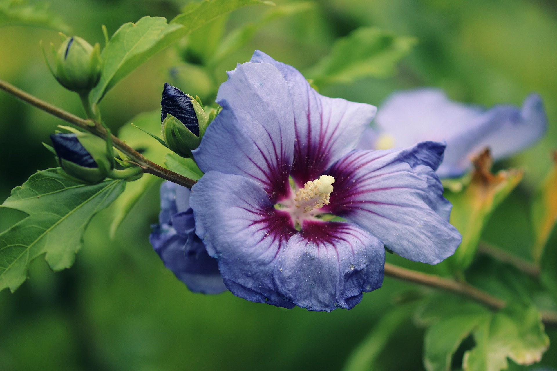 Hibiskus als Heilpflanze » Anwendung & Nebenwirkungen » Krank.de