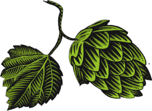 Humulus lupulus, Echter Hopfen, Bier Heilpflanze, Heilkräuter, Schlafstörungen, Zapfen, Dolden, Blätter, hopfenblüte , nahrungsmittel , grün , heilmittel , wohlriechend , gewürz , gesund , heilpflanze , bayern , gewürzpflanze , nahaufnahme , unter wasser , hopfentee , luftblasen , wasser , wasserblasen , gasblasen , eingetaucht