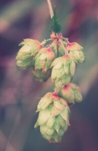 Humulus lupulus, Echter Hopfen, Bier Heilpflanze, Heilkräuter, Schlafstörungen, Zapfen, Dolden, Blätter