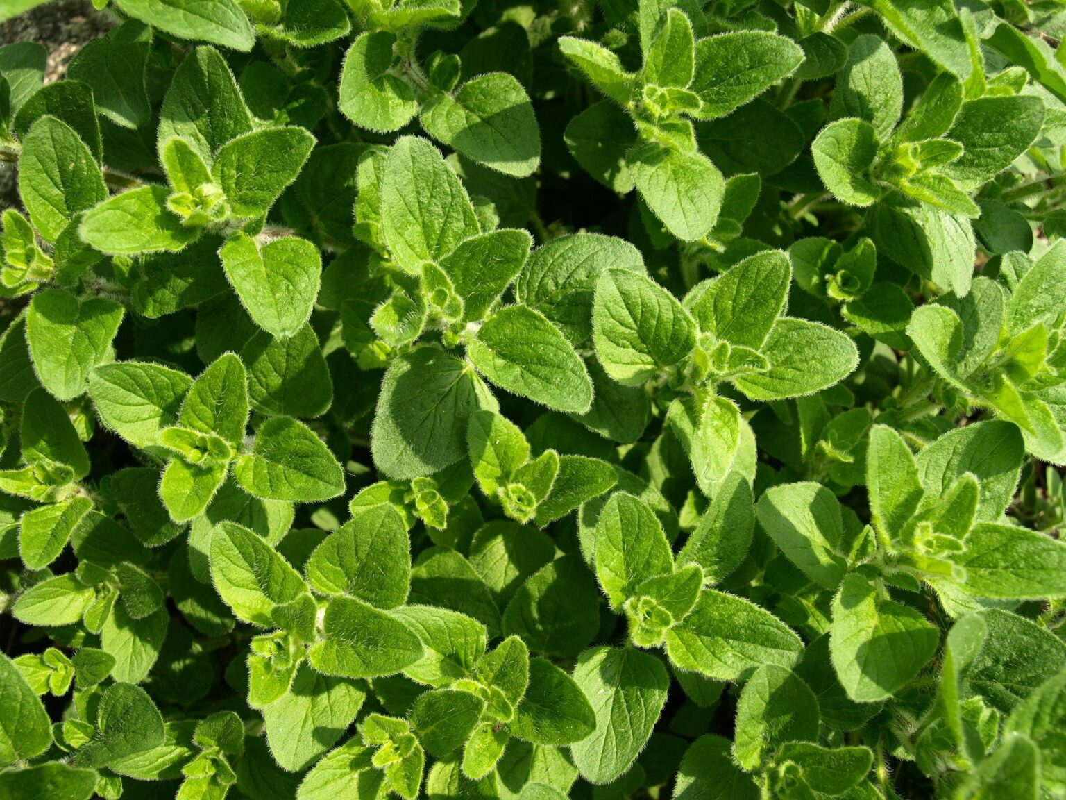 oregano-gew-rz-und-heilpflanze-anwendung-risiken-krank-de