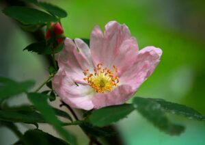 hagebutte , beere , pflanze , rot , frucht , natur , heilpflanze, heilkräuter, hundsrose, rose, vitamin c, , strauch , rosengewächs , gesund , früchte