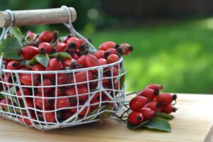 hagebutte , beere , pflanze , rot , frucht , natur , heilpflanze, heilkräuter, hundsrose, rose, vitamin c, , strauch , rosengewächs , gesund , früchte