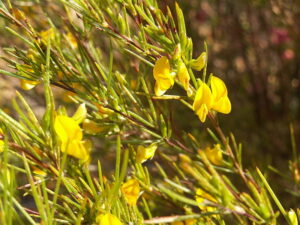 Rooibos, Rotbusch, Roibusch, Heilpflanzen, Heilkräuter, Naturheilkunde, Tee, Rooibostee, Roibuschtee, Rotbuschtee