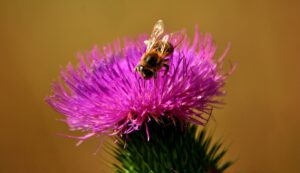 mariendistel , blume , blüte , pflanze , flora , distel , natur , asteraceae , lila , wild , silybum , wiese , verbundwerkstoffe , samen, früchte, leber, verdauung