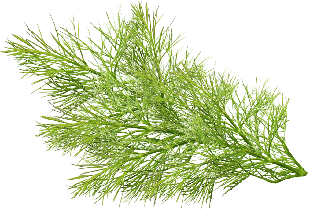 Fenchon Fenchel - Heilwirkung von Samen, Tee & Fenchelöl » Krank.de