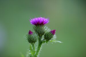  mariendistel , blume , blüte , pflanze , flora , distel , natur , asteraceae , lila , wild , silybum , wiese , verbundwerkstoffe , samen, früchte, leber, verdauung