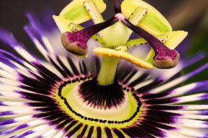 natur , blumen passionsblume , passiflora , blüte , blütenstempel , nektar , makro , sommer , exotisch ,