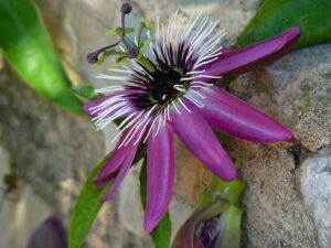 passionsblume , passiflora , blume , blüte , lila , flora , schönheit , pflanze , passionsblumengewächse