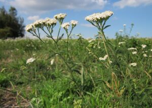  achillea millefolium , schafgarbe , gemeinsamen schafgarbe , botanik , wildblumen , flora , arten , pflanze , blühen ,