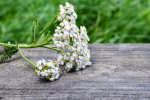 schafgarbe , wildpflanze , blume wildblume , wiesenpflanze , blüten , blühen , tierwelt , gemeine schafgarbe , natur , makro , weiss , heilpflanze , korbblütler , katzenkraut , achilleskraut , soldatenkraut , nahaufnahme , hintergrund , wiese , holz ,