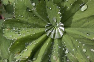 frauenmantel , alchemilla , pflanzengattung , rosaceae , krautige pflanze , regentropfen , himmlisches wasser , heilpflanze , laubblätter , gelappt , gefingert , natur ,