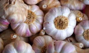 knoblauch , reif , frisch , lebensmittel , gesund , bio , ernährung , essen , ernte ,