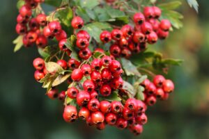  weißdorn , crataegus , rot , beeren , früchte , strauch , blätter , rosaceae , kernobstgewächs , busch , rosengewächs , pyrinae , apfeldorn , hecke , fruchtschmuck , natur , weißdornbeeren ,
