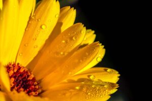  ringelblume , calendula , orange , blüte , garten-ringelblume , korbblütler , regentropfen , nach regenschauer , tropfen , nass , heilpflanze , sommerblume , pflanze , nahaufnahme , natur ,