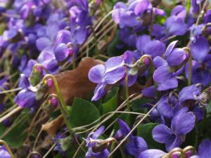 duftveilchen , veilchen , blume , blüte , violett , viola odorata , märzveilchen , wohlriechendes veilchen , veilchengewächs , violaceae , lila , frühling , frühlingsbote , duften , viola , krautige pflanze , rosettenpflanze , wald , natur , violen , duft , duftend