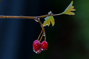 weissdorn , frucht , nass , weißdornbeeren , regenwetter ,