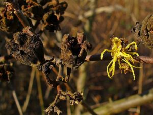 Hamamelis virginiana, Hamamelidaceae, Virginische Zaubernuss, Virginischer Zauberstrauch, Blüte und Früchte. Karlsruhe, Deutschland. Die Rinde der Wurzeln und Zweige