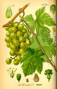 Edle Weinrebe (Vitis vinifera), Illustration, Weintrauben, Weinblätter, Weinlaub, Rotes Weinlaub