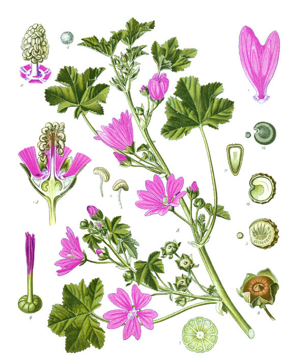 Wilde Malve (Malva sylvestris) » Heilwirkung der » Käsepappel » Krank.de