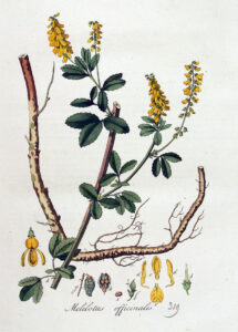 Gelber Steinklee (Melolitus officinalis), Gewöhnlicher Steinklee, Echter Steinklee, (Gebräuchlicher) Steinklee und Honigklee