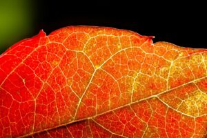 herbst , wilder wein , rot , gelb , laub , herbstlaub , färbung , vitis vinifera , blatt , rotfärbung , sonne , gegenlicht , adern , glänzen , makro , nahaufnahme ,