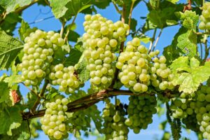 weintrauben , weinreben , weinrebe , weinberg , früchte , organisch , produzieren , ernte , weinbau , weinanbau , rebstock , anbau , landwirtschaft , natur , grüne trauben , reif , reife trauben , gesund ,