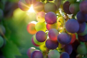 weintrauben , früchte , lebensmittel , frisch , gesund , reif , organisch , süß , produzieren , ernte , sonnenlicht ,
