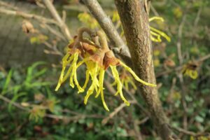 hamamelis virginiana , gewöhnliche zaubernuss , amerikanische zaubernuss , strauch , blütenstand , flora , botanik , pflanze ,