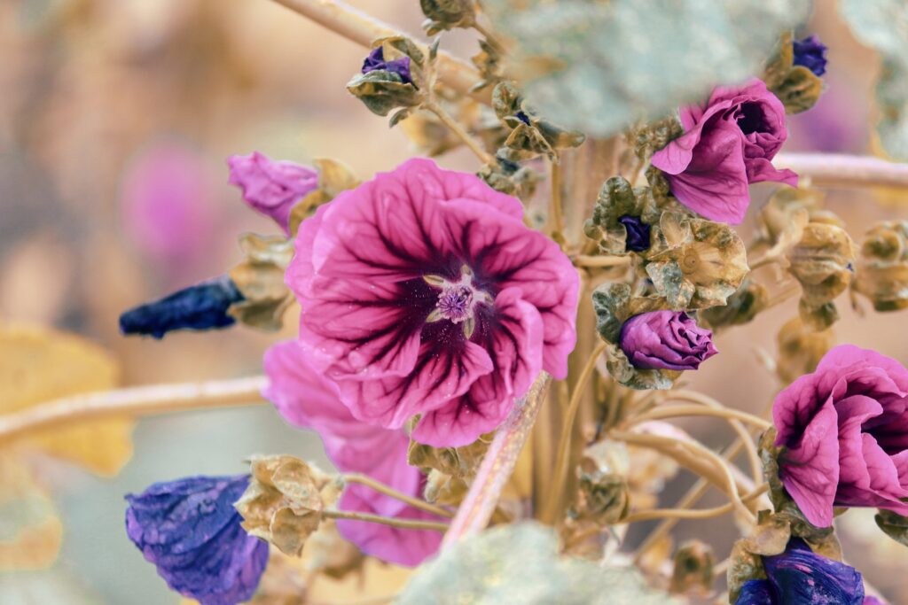 Wilde Malve (Malva sylvestris) » Heilwirkung der » Käsepappel » Krank.de