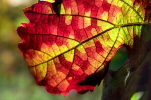 rotes weinlaub , blatt , struktur , adern , wein , rebstock , weinberg , weinreben , weinbau , weinanbau , weinstock , gegenlicht , lichtspiel , licht , laub , landwirtschaft , herbst , bunt , rot , gelb , grün ,