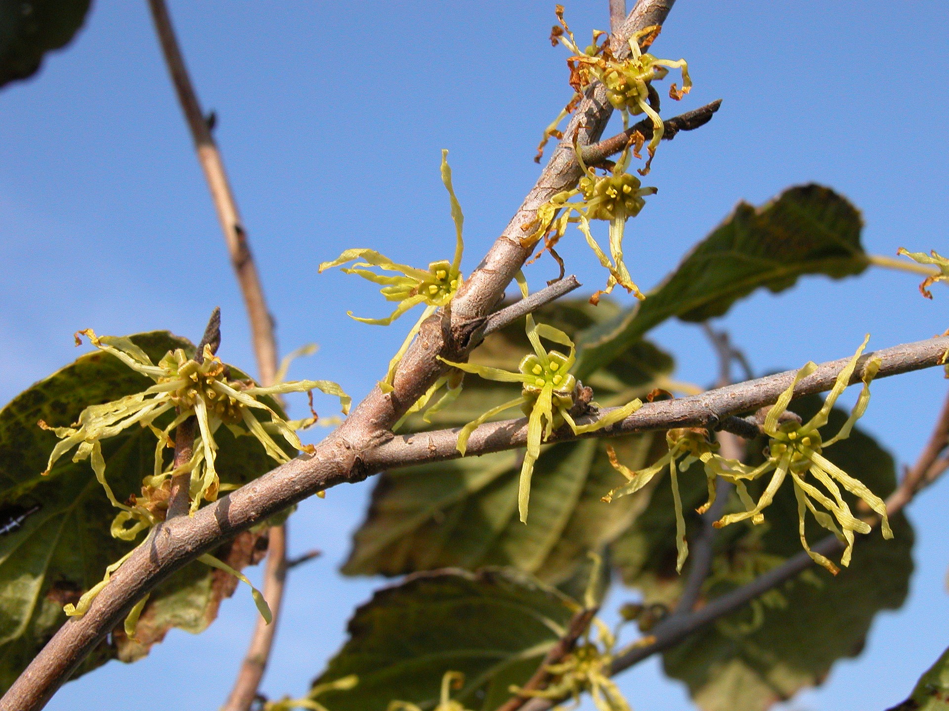 Zaubernuss (Hamamelis virginiana) als Heilpflanze Krank.de