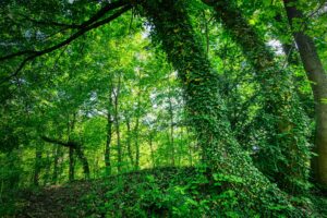  wald , efeu , baumstamm , natur , fantasy , fee , mystisch , landschaft , blätter , stimmung , märchen , grün , atmosphäre , waldboden , stimmungsvoll , romantisch , bäume ,