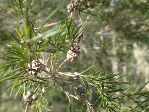 Australischer Teebaum (Melaleuca alternifolia)