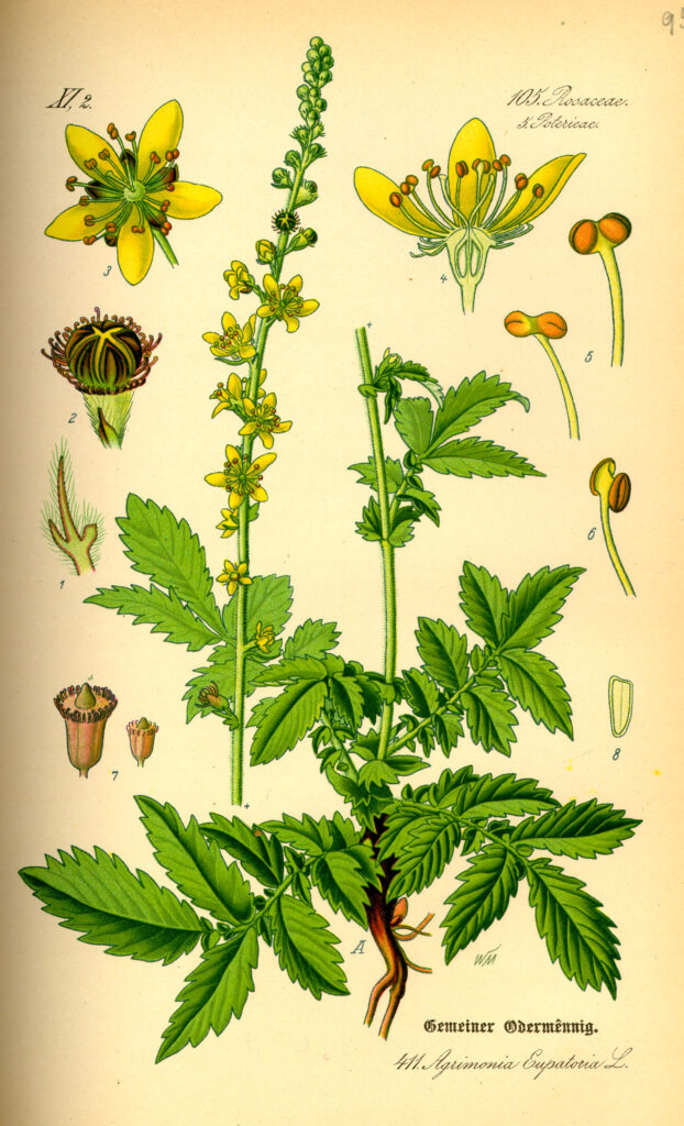Gewöhnliche Odermennig (Agrimonia eupatoria), auch Gemeiner Odermennig (kurz auch Odermennig), Ackerkraut, Ackerblume und Kleiner Odermennig