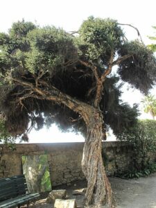 Australischer Teebaum (Melaleuca alternifolia)