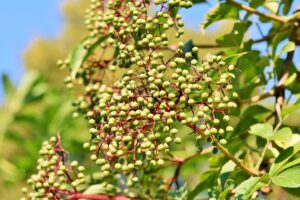  holunder , holderbusch , schwarzer holunder , holunderbeeren , holder , holler , beeren , unreife beeren , unreif , strauchart , obst , vitamine , pflanze , früchte , heilmittel , heilpflanze , strauch , garten , gesund ,