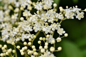  holunder , holunderblüten , holderbusch , schwarzer holunder , holunderbeeren , holder , holler , beeren , unreife beeren , unreif , strauchart , obst , vitamine , pflanze , früchte , heilmittel , heilpflanze , strauch , garten , gesund ,