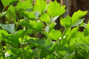  liebstöckel , kräuter in der küche , kochen , levisticum officinale , suppe würzen , würzen ,