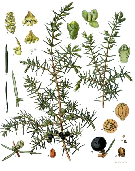 Gemeiner Wacholder (Juniperus communis), Illustration aus Koehler 1887