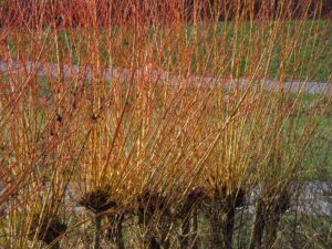 Korb-Weide (Salix viminalis)