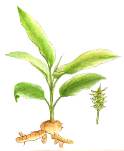  kurkuma , pflanze , kraut , botanik ,