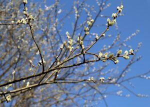 ziegenweide , salix caprea , pflanze , zweig , knospen , feder , natur , draussen , Weide, Weiden, Weidenrinde
