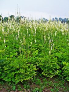 Traubensilberkerze (Actaea racemosa)