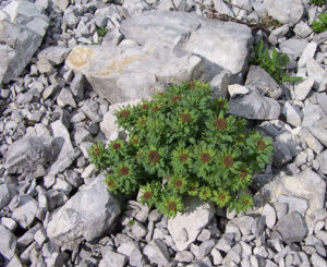 Rosenwurz (Rhodiola rosea)