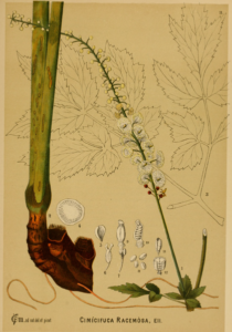 Traubensilberkerze-Wurzelstock Illustration aus American Medicinal Plants