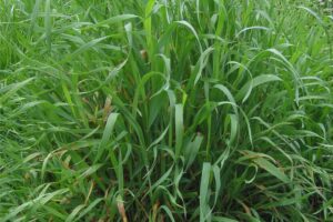 Kriech-Quecke (Elymus repens)