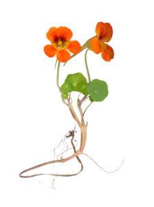 Tropaeolum Majus Orange