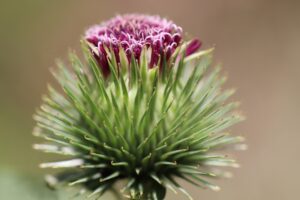 Große Klette (Arctium lappa)